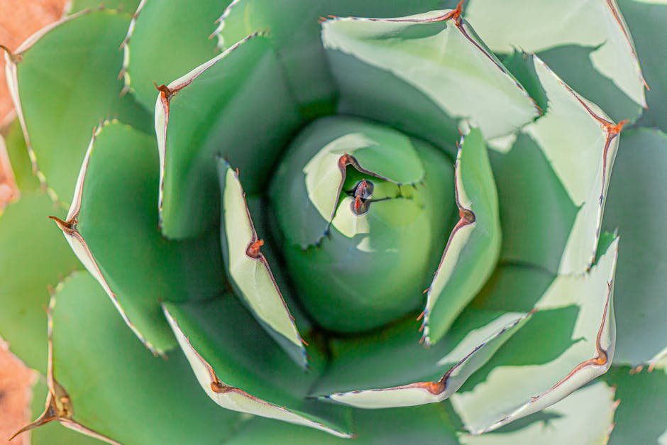 A Desert-inspired Patio with Aloe Vera and Agave