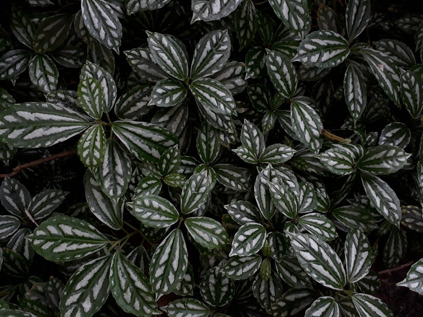 Tropical Charm: Decorating Your Living Room with Dieffenbachia