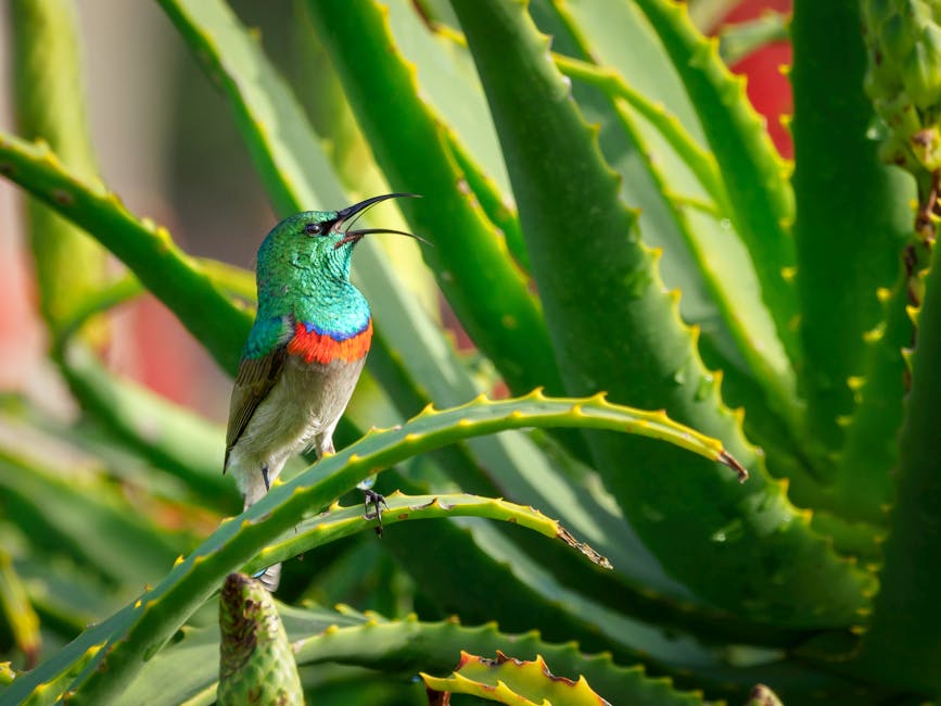 Multi-Functional Aloe Vera: Aesthetic and Healing Touches for Your Bedroom Decor