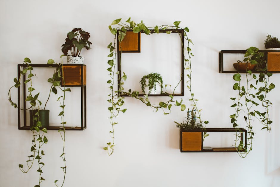 Hanging Baskets with Ivy and Spider Plants