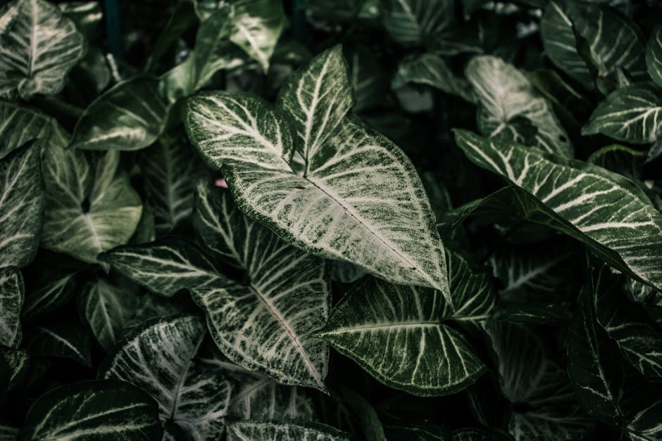 Arrowhead Plant in Your Living Room Decor