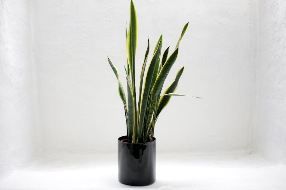 Incorporating Snake Plant into Your Living Room Decor