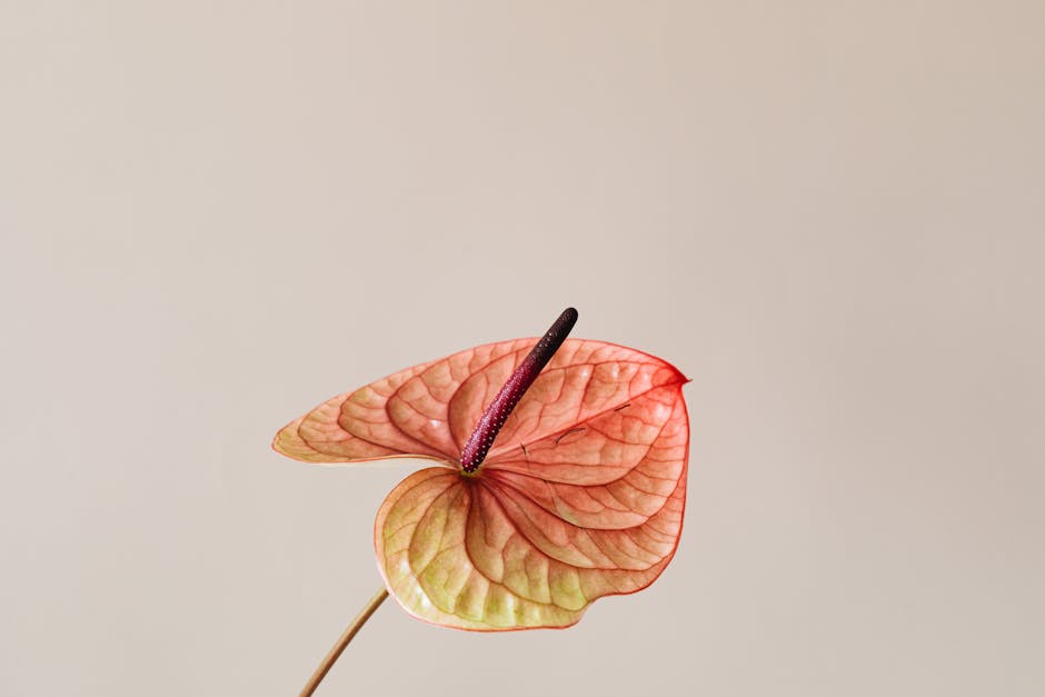 Anthurium as a Focal Point in Your Living Room